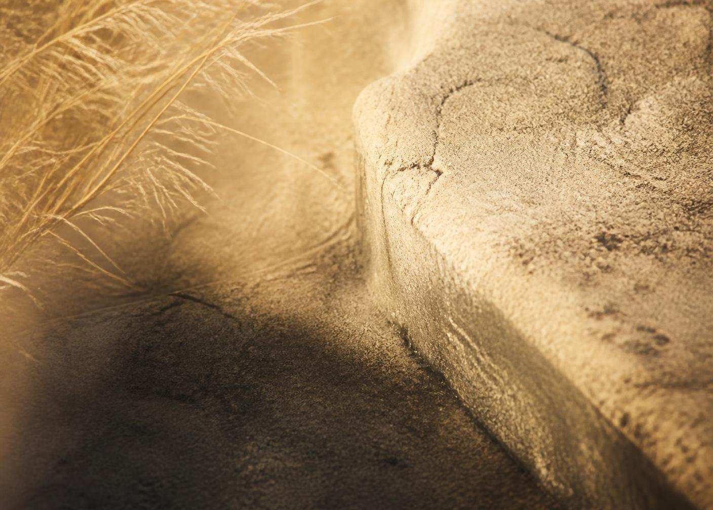 A stone path curving through morning grasses